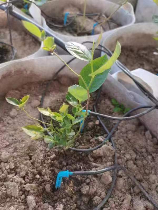 奧尼爾藍(lán)莓苗南北方地栽種植